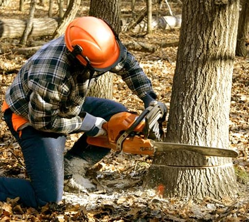 Tree Removal in New Boston, IL
